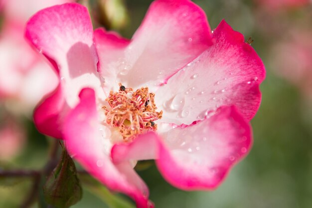 Foto close-up di un fiore rosa bagnato