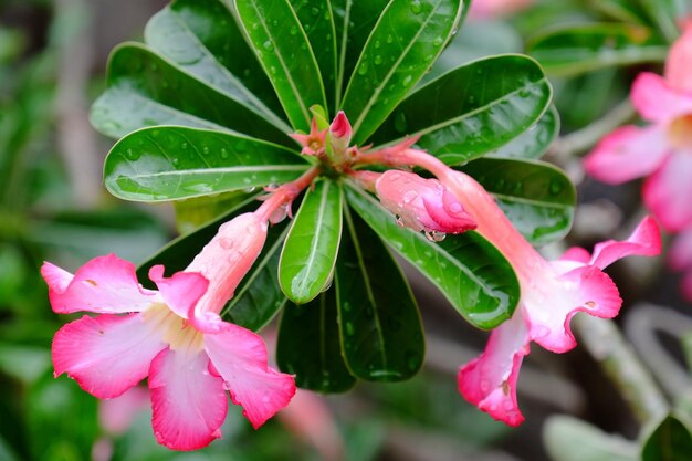 Photo close-up of wet pink flower