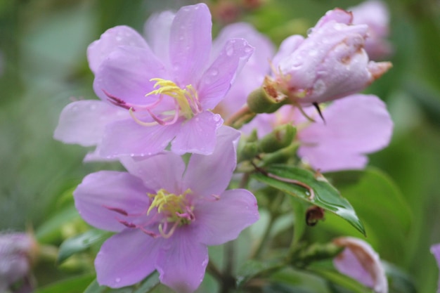 湿ったピンクの花の植物のクローズアップ