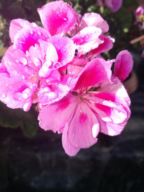 Close-up of wet pink flowers blooming outdoors