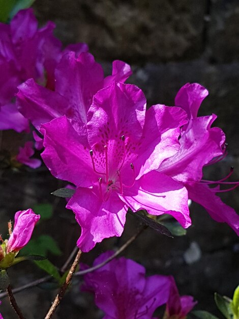 Close-up of wet pink flowers blooming outdoors