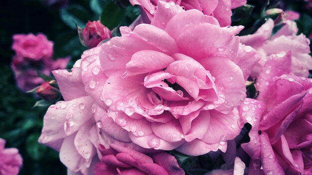 Foto close-up di fiori rosa bagnati che fioriscono all'aperto