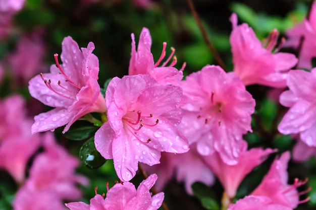 Foto close-up di fiori rosa bagnati che fioriscono all'aperto