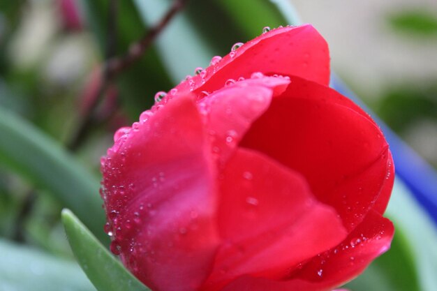 Close-up of wet pink rose blooming outdoors