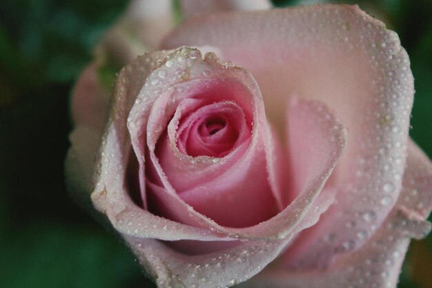 Photo close-up of wet pink rose blooming in park