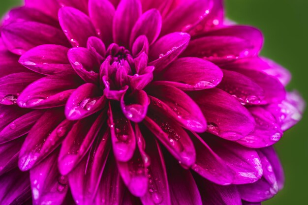 Photo close-up of wet pink rose flower