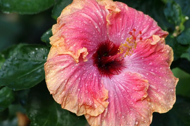 Photo close-up of wet pink rose flower