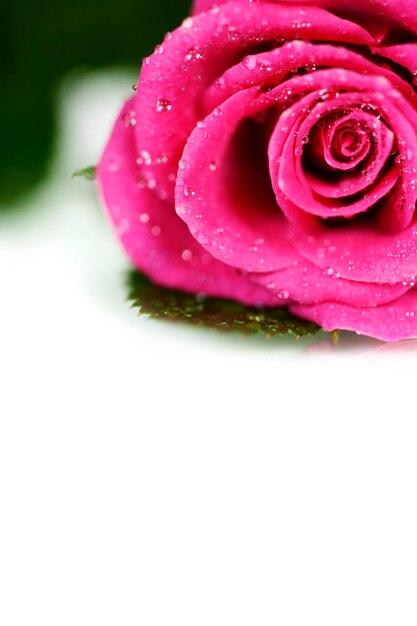 Foto prossimo piano di un fiore di rosa bagnato