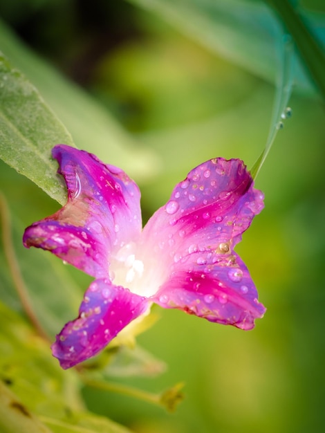 Close-up of wet pink rose flower