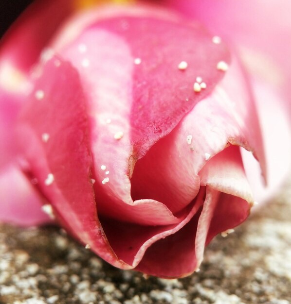 Foto prossimo piano di un fiore di rosa bagnato