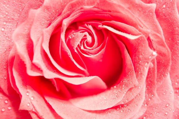 Foto close-up di una rosa rosa bagnata