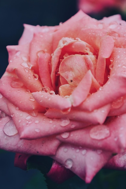 close-up of wet pink rose