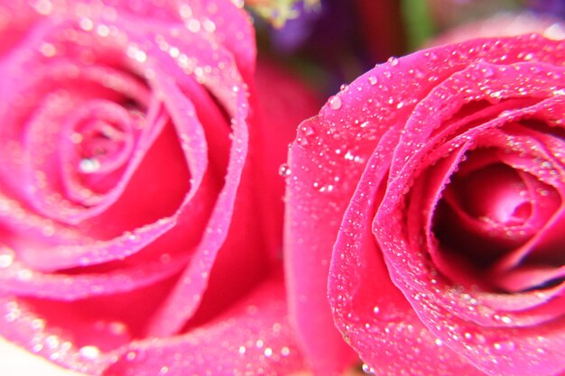 Close-up of wet pink rose