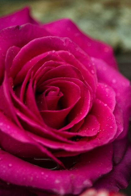 Foto close-up di una rosa rosa bagnata