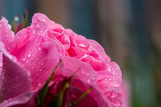 Foto close-up di una rosa rosa bagnata