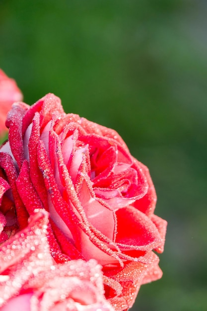 Foto close-up di una rosa rosa bagnata