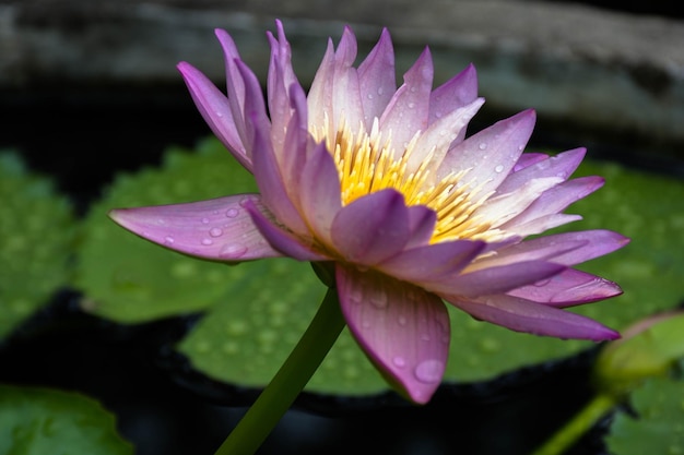 Close-up of wet pink water lily in pond