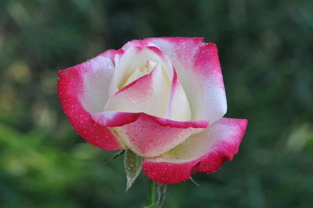 Foto close-up di una rosa bianca e umida che fiorisce all'aperto