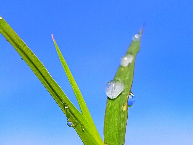 Close-up of wet plant against blue sky