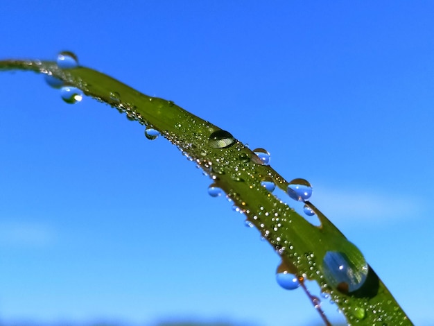 Photo close-up of wet plant against blue sky