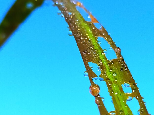 Close-up of wet plant against clear blue sky