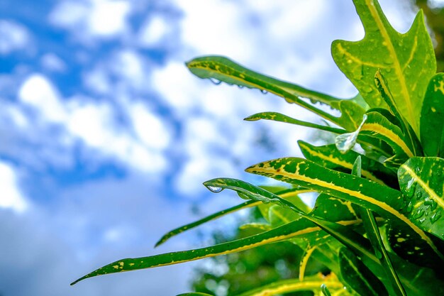 Close-up of wet plant against sky