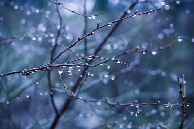 Photo close-up of wet plant during rainy season