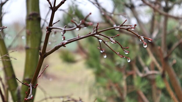 Photo close-up of wet plant during rainy season