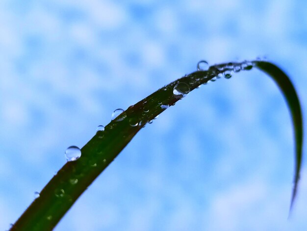 Photo close-up of wet plant during rainy season