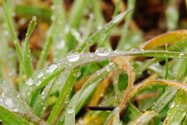 Foto prossimo piano dell'impianto umido durante la stagione delle piogge