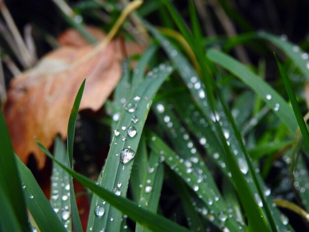 Photo close-up of wet plant during rainy season