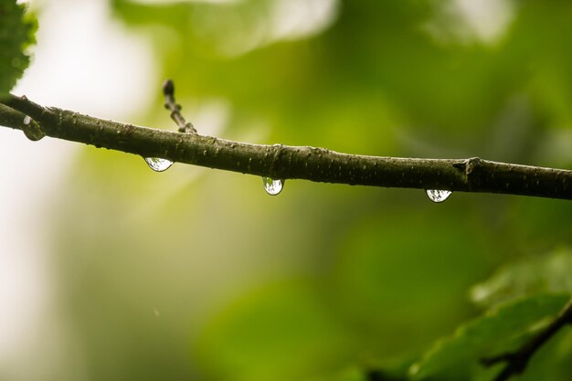 Photo close-up of wet plant during rainy season