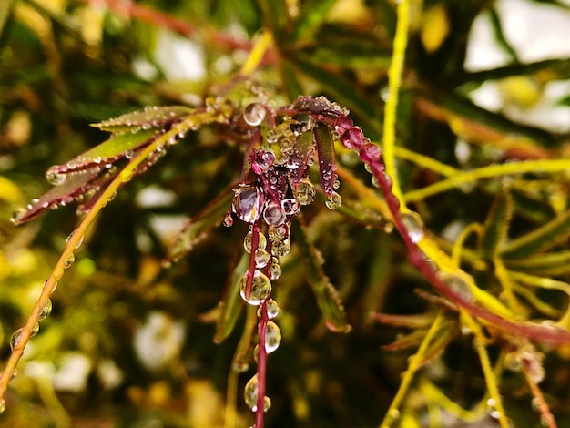 Photo close-up of wet plant during winter