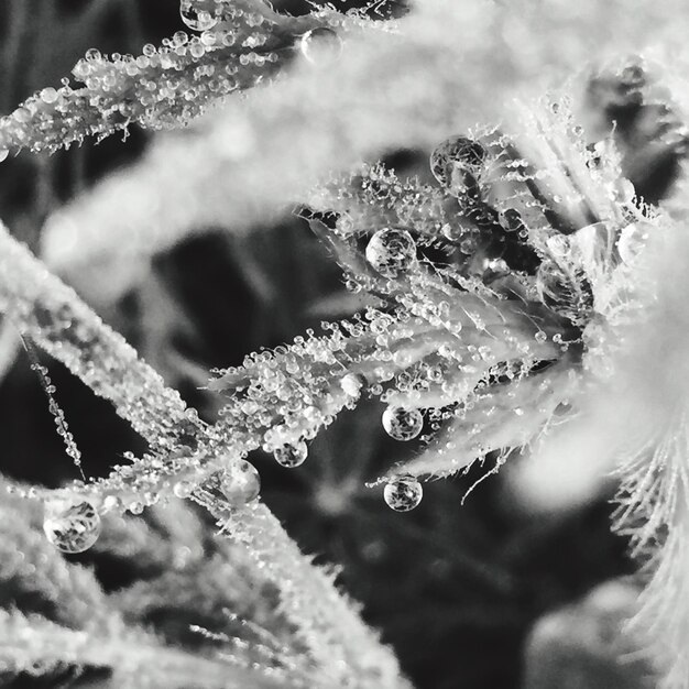 Close-up of wet plant during winter