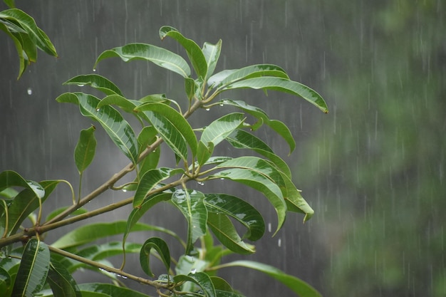 湿った植物と降る雨のクローズアップ