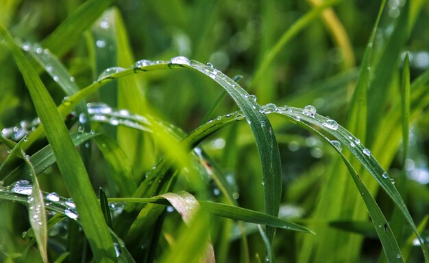 Close-up of wet plant on field during rainy season