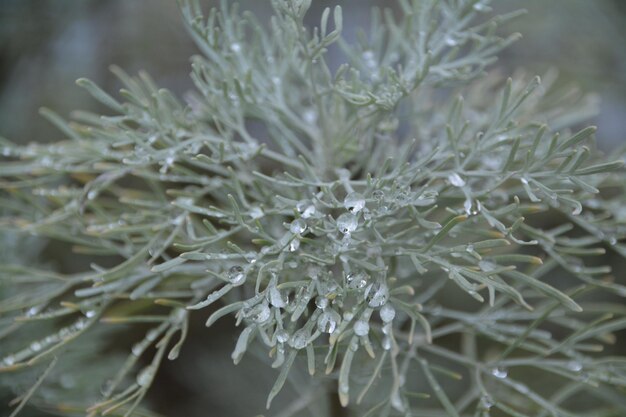 外で育つ湿った植物のクローズアップ