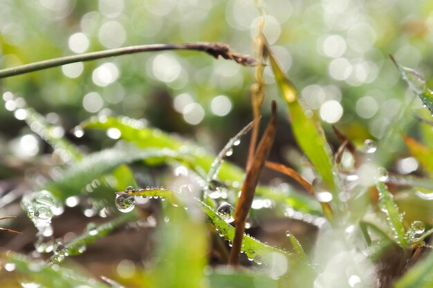 Foto close-up di foglie di piante umide durante la stagione delle piogge