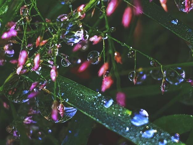 Photo close-up of wet plant leaves during rainy season