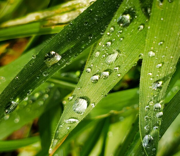 Close-up of wet plant leaves during rainy season