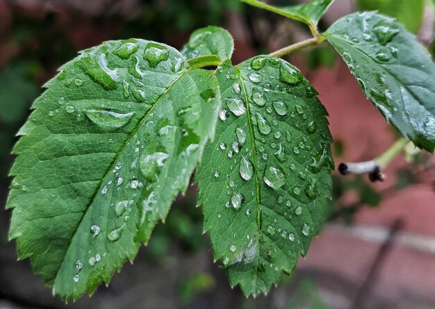 Close-up of wet plant leaves during rainy season