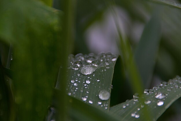 Photo close-up of wet plant leaves during rainy season