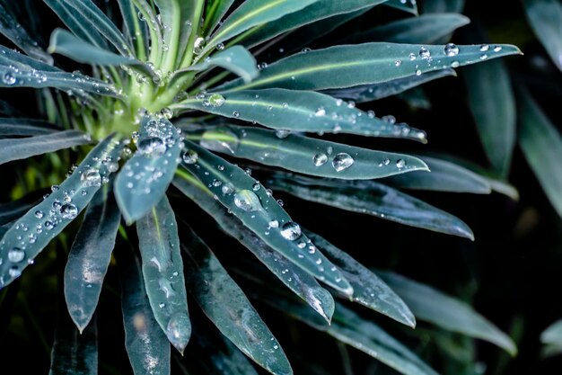 Close-up of wet plant leaves during rainy season