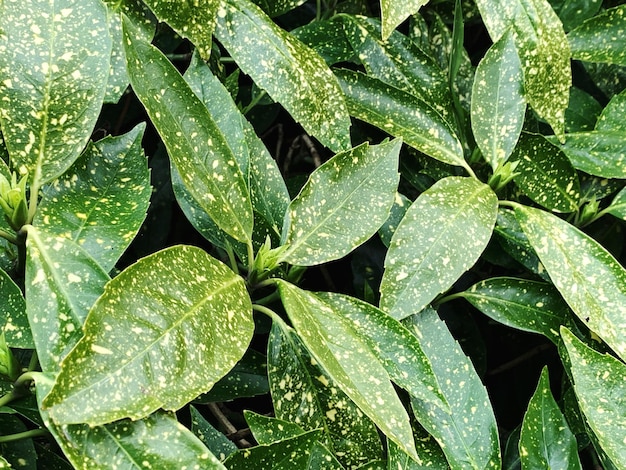 Close-up of wet plant leaves during rainy season