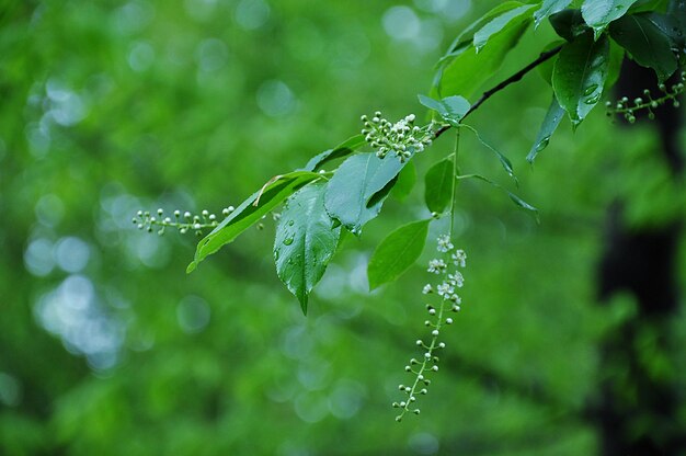 Close-up of wet plant leaves during rainy season