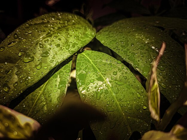 Photo close-up of wet plant leaves during rainy season