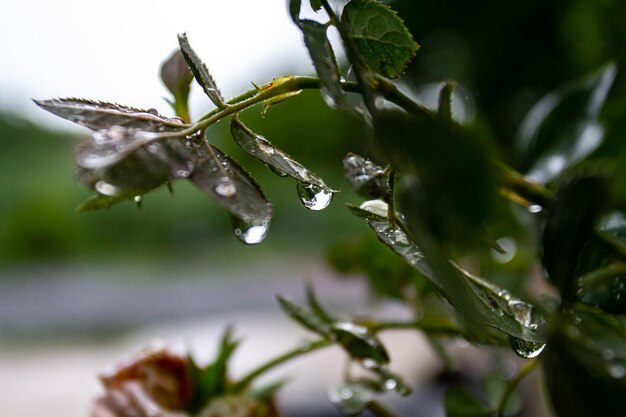 Photo close-up of wet plant leaves during rainy season