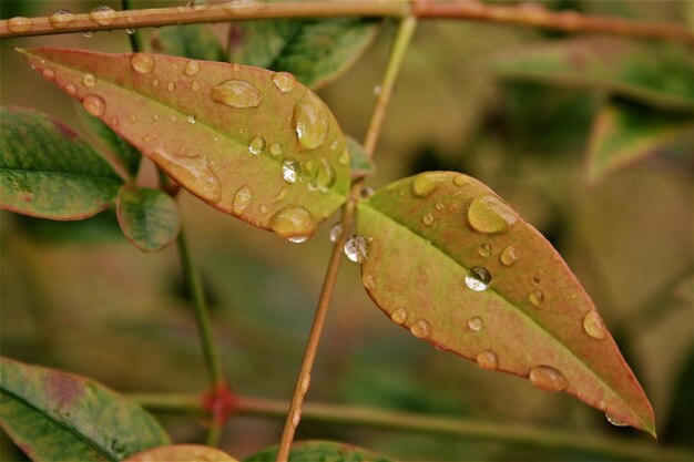 Photo close-up of wet plant leaves during rainy season