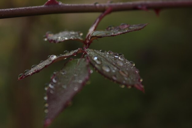 Photo close-up of wet plant leaves during winter