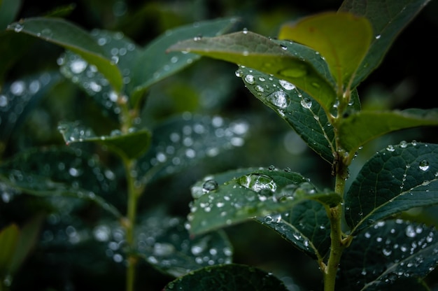 雨季の湿った植物の葉のクローズアップ